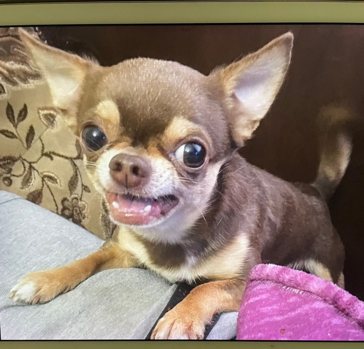 Красивые собаки