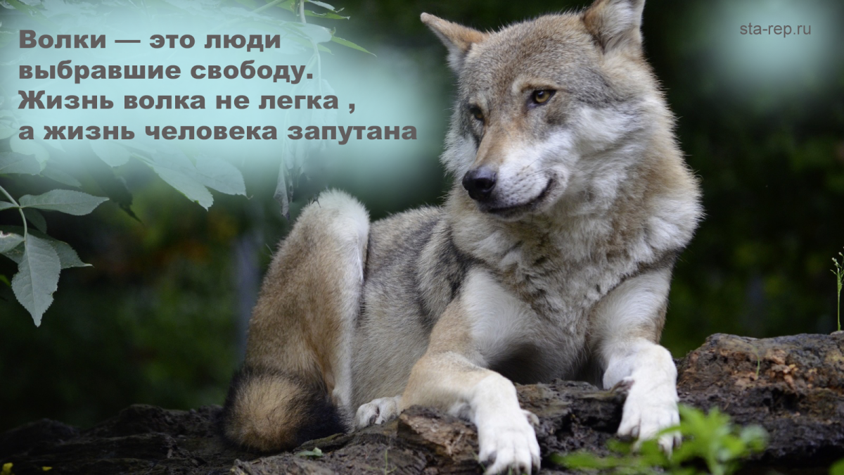 Цитаты Волков