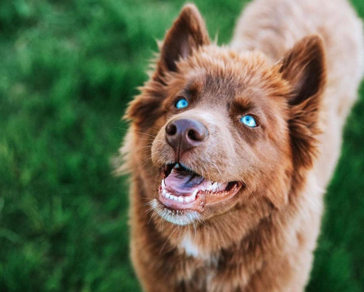 Собака Тедди Беар порода