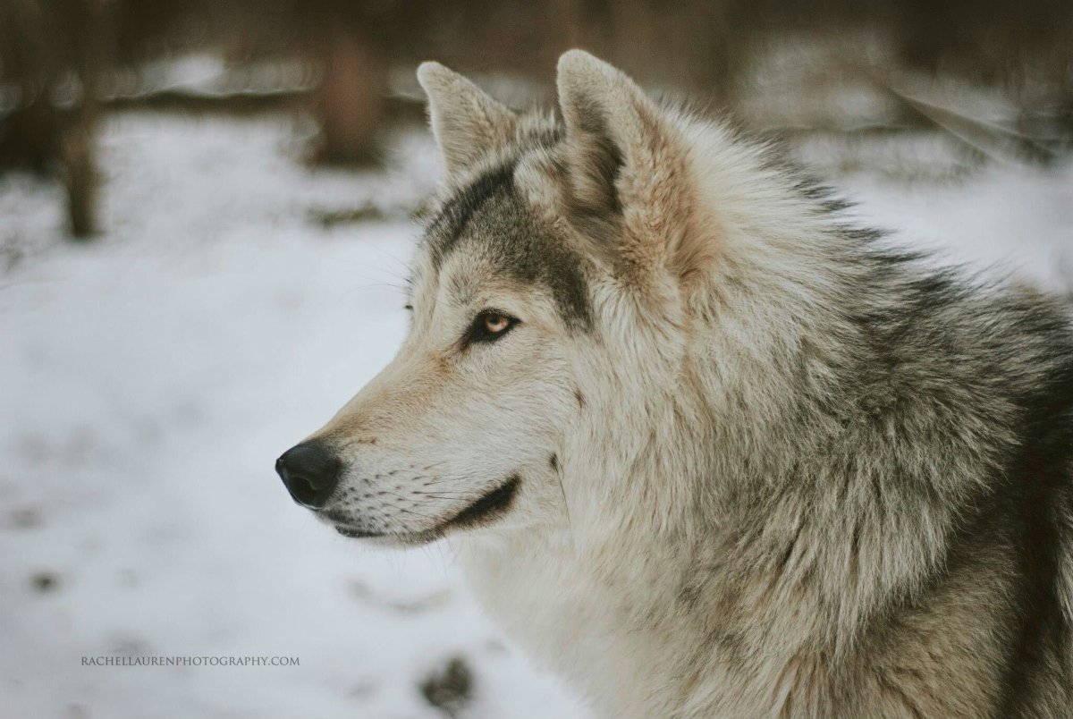 Уорк Лорен Волчья