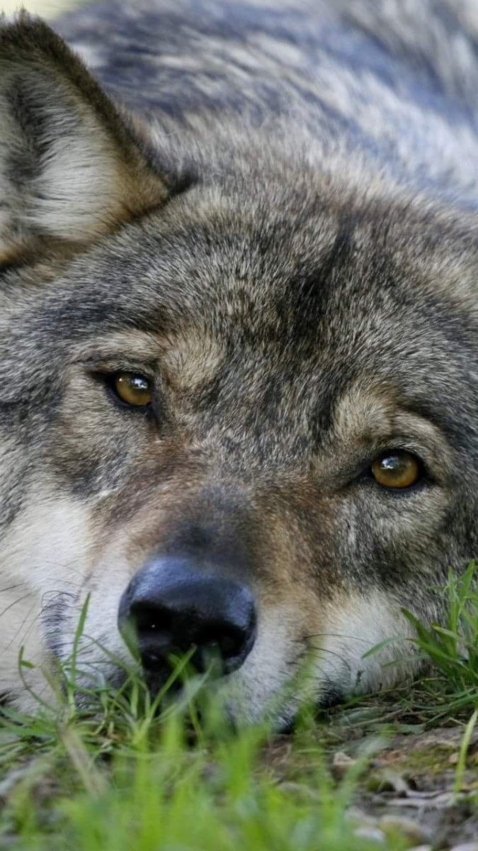 Волк одиночка