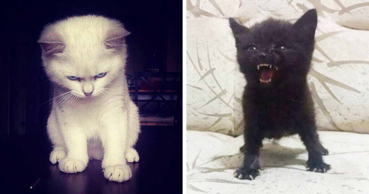 Злой милый котик