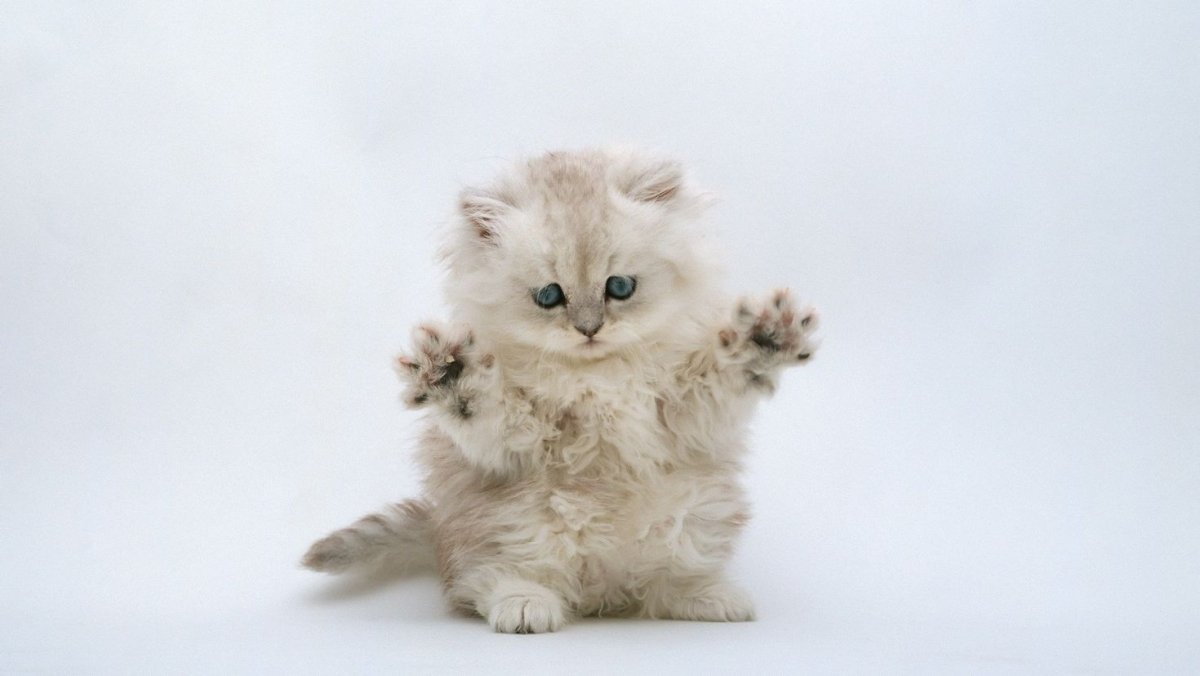 Котенок с заколкой на голове