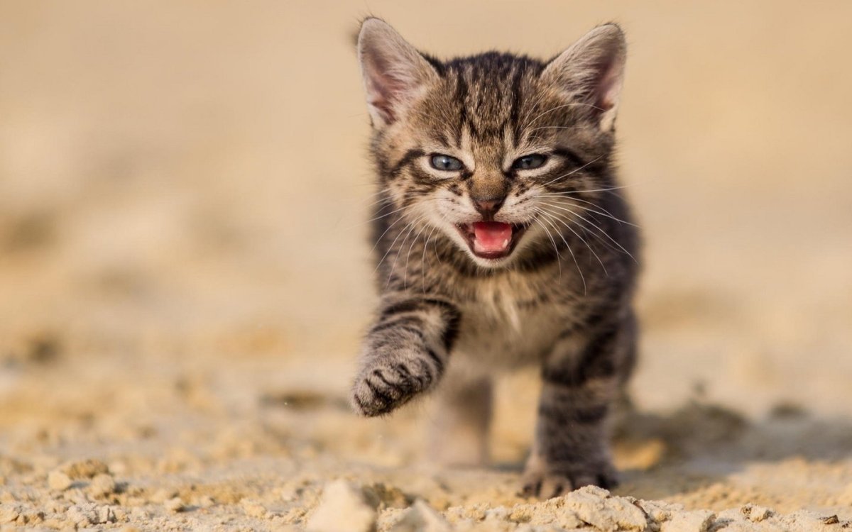 Смелый котенок