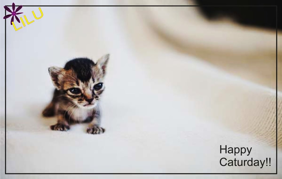 Самая маленькая кошечка