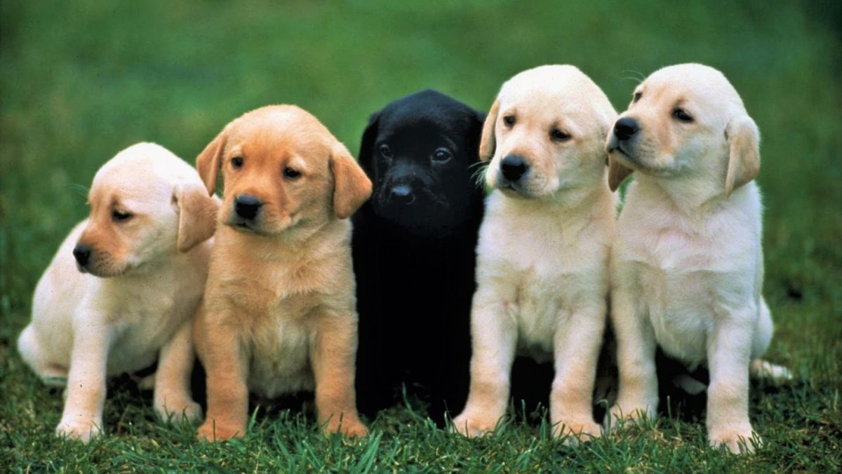 Собака бордер колли