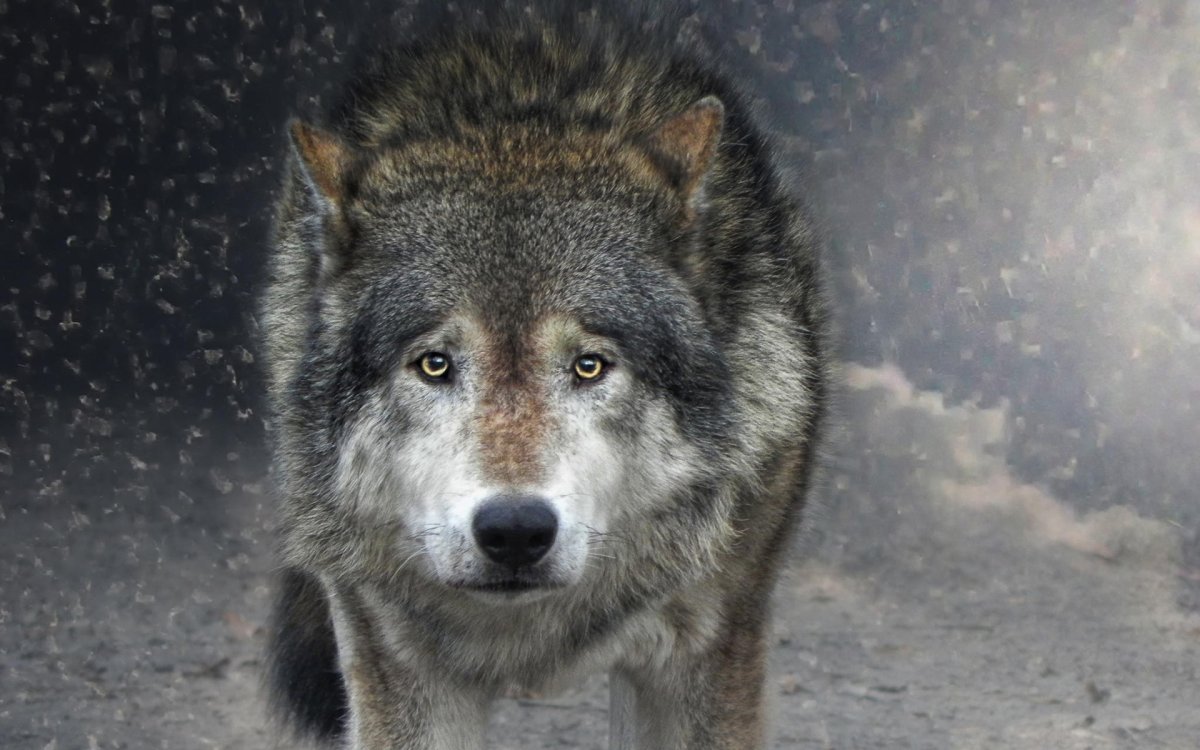 Картинки на рабочий стол волки