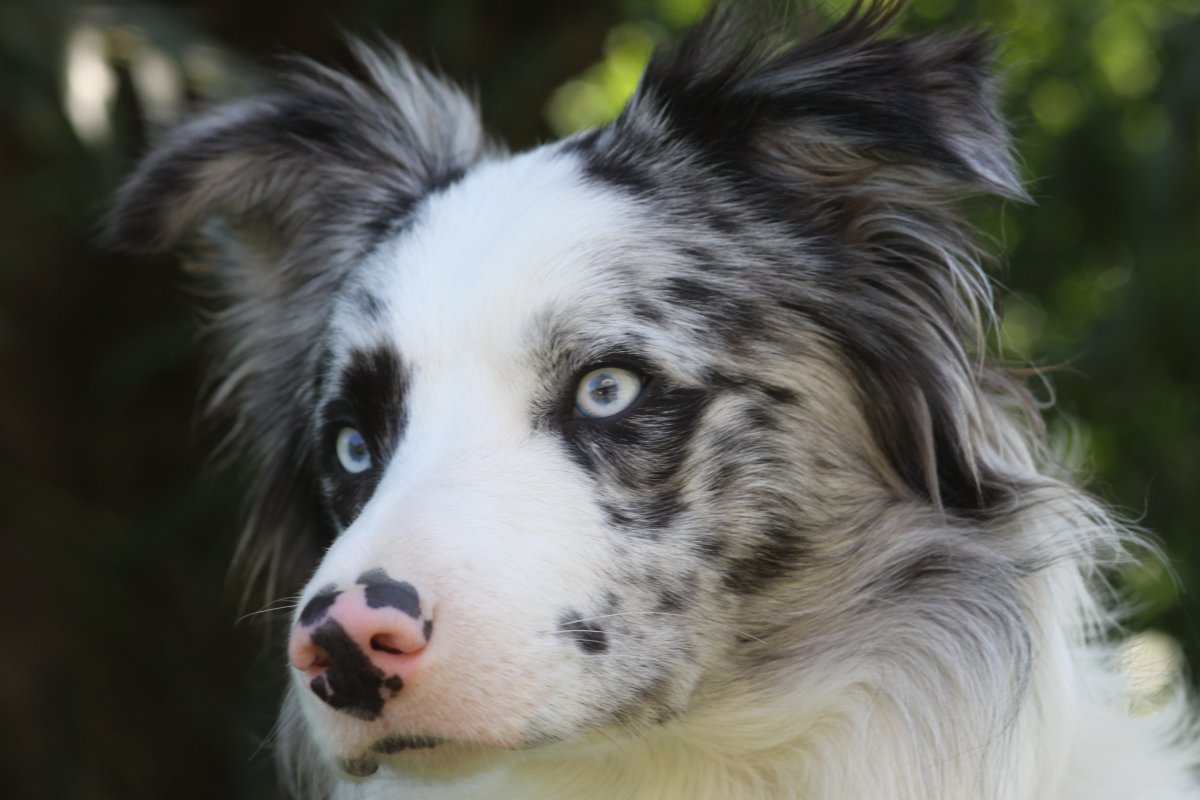 Паппи порода собак