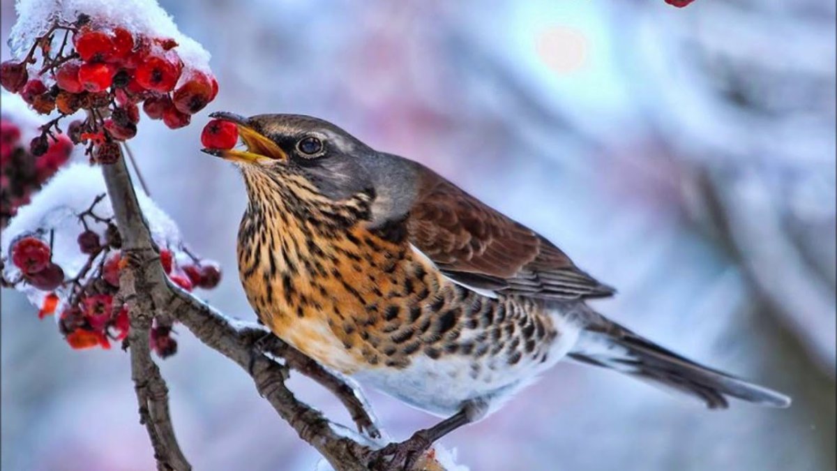 Перелетные птицы средней полосы России для детей