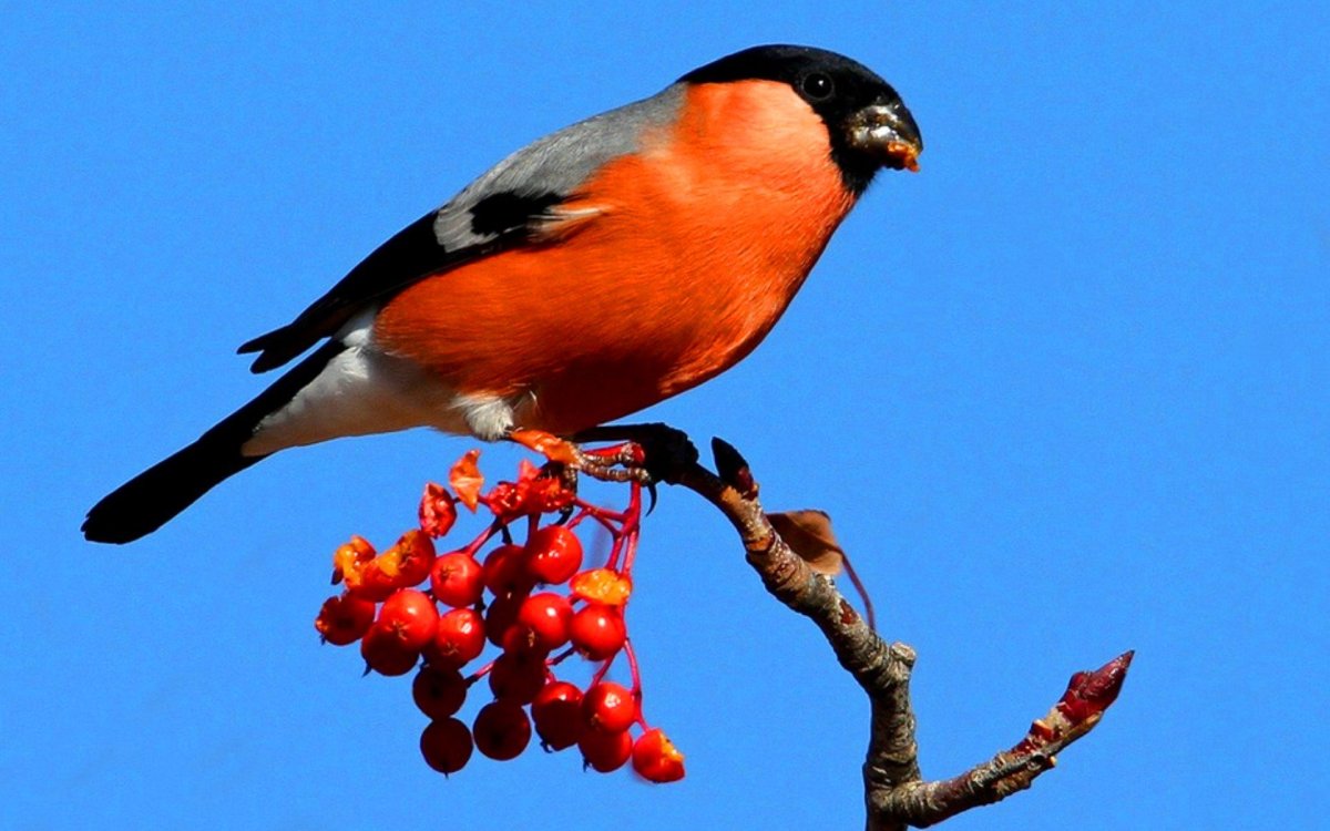 Птицы Марий Эл зимой