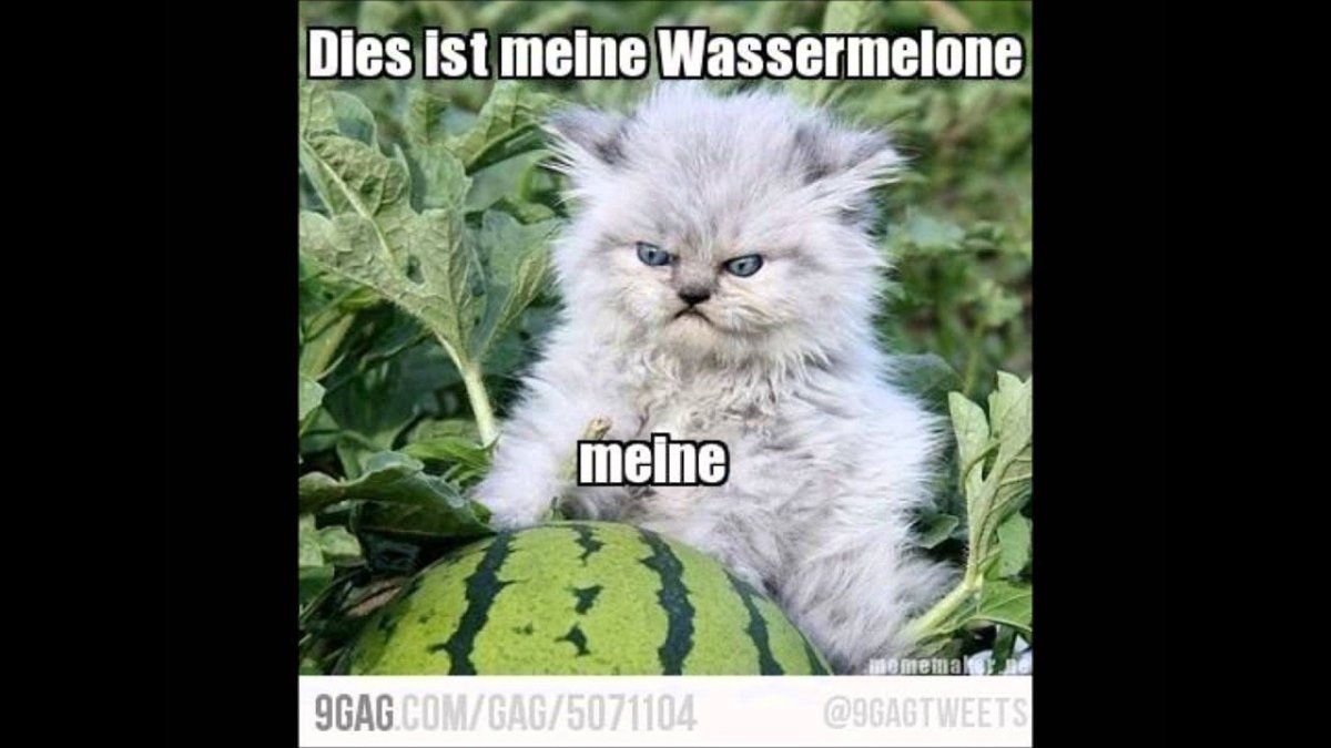 Злой котенок с арбузом