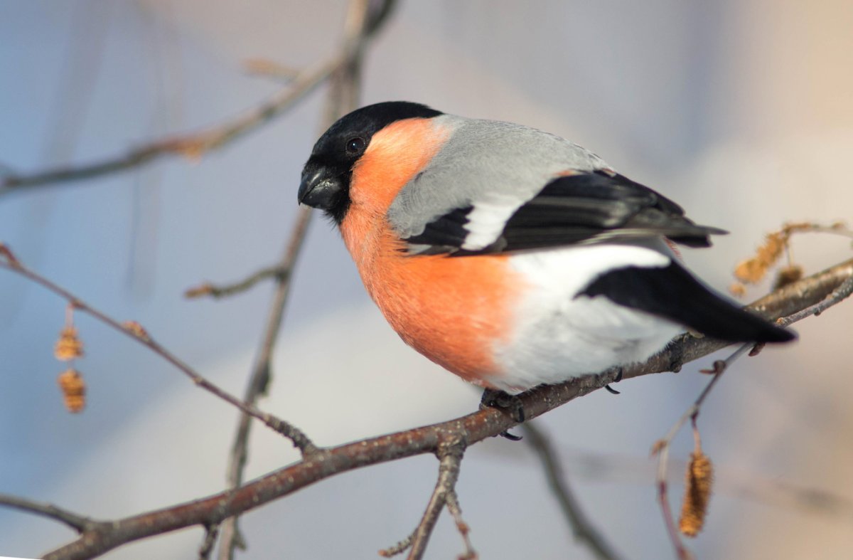 Красногрудый Снегирь