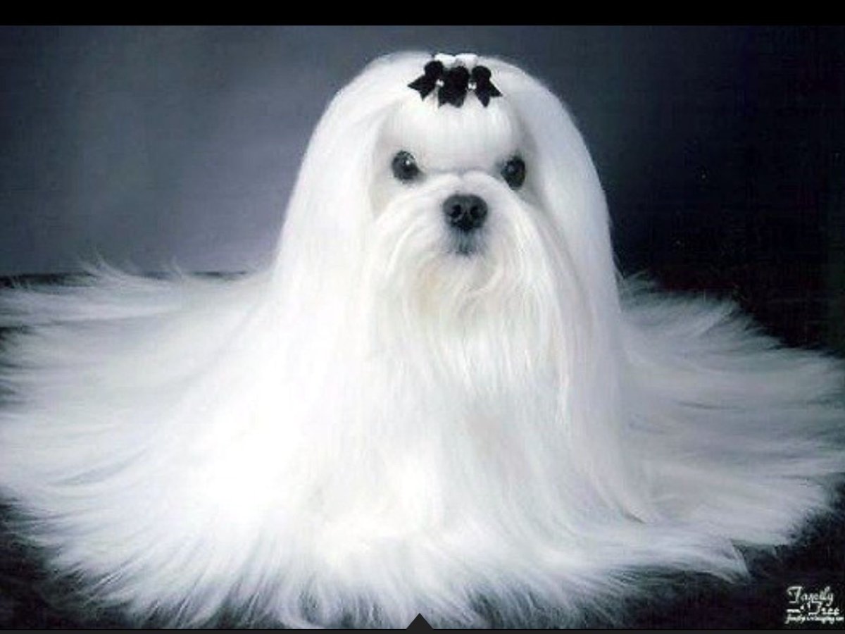 Коллаж из фотографий собак