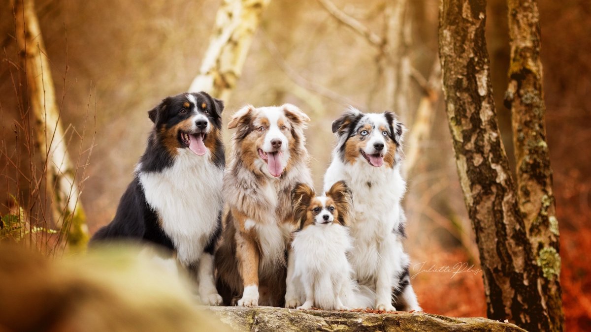 Мраморная аусси австралийская овчарка