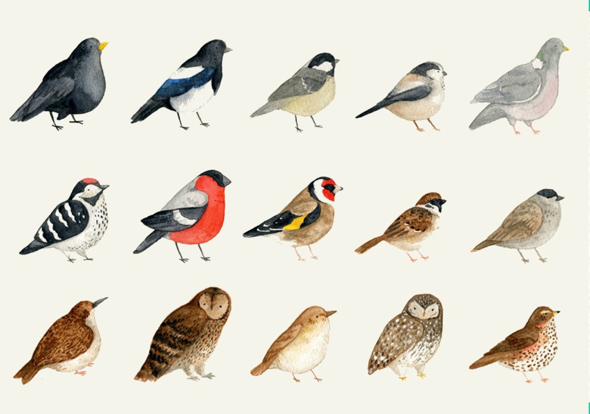 Птицы зимующие в Забайкалье с названием