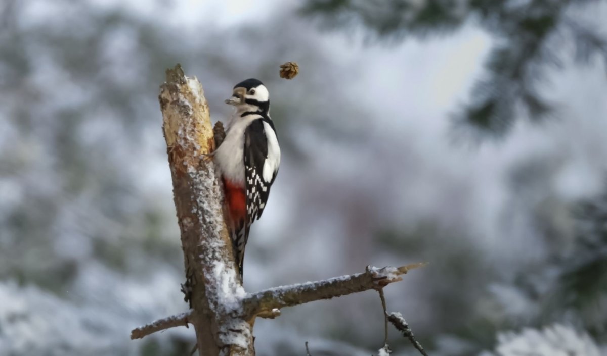 Птица на ветке
