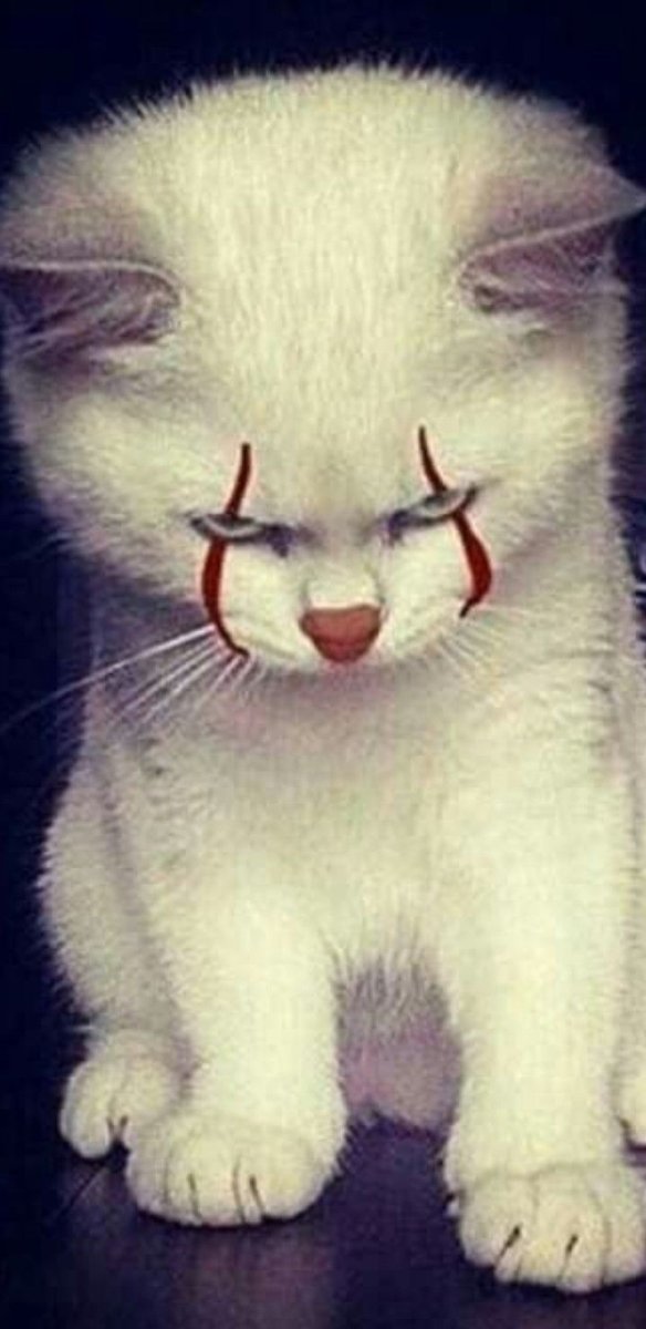 Милый кот сохра