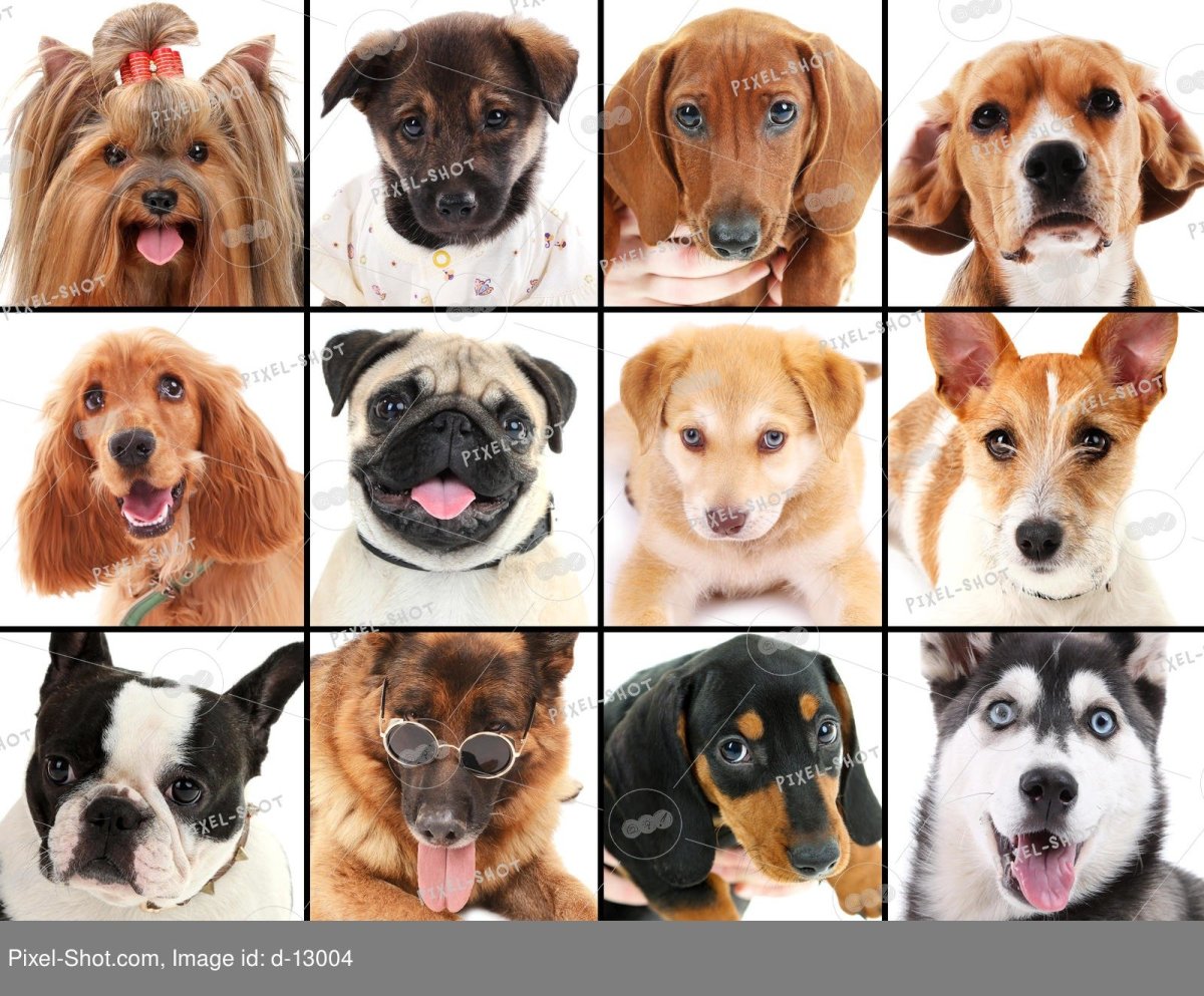 Доберман-пинчер альбинос