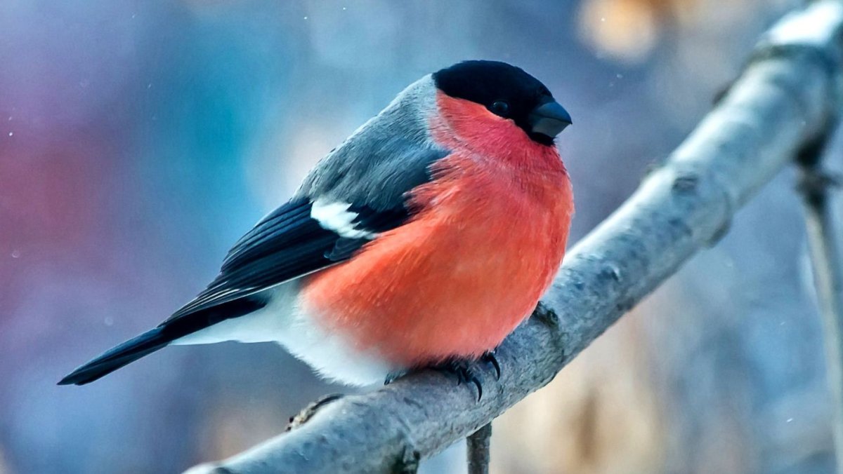 Хохлатая свиристель