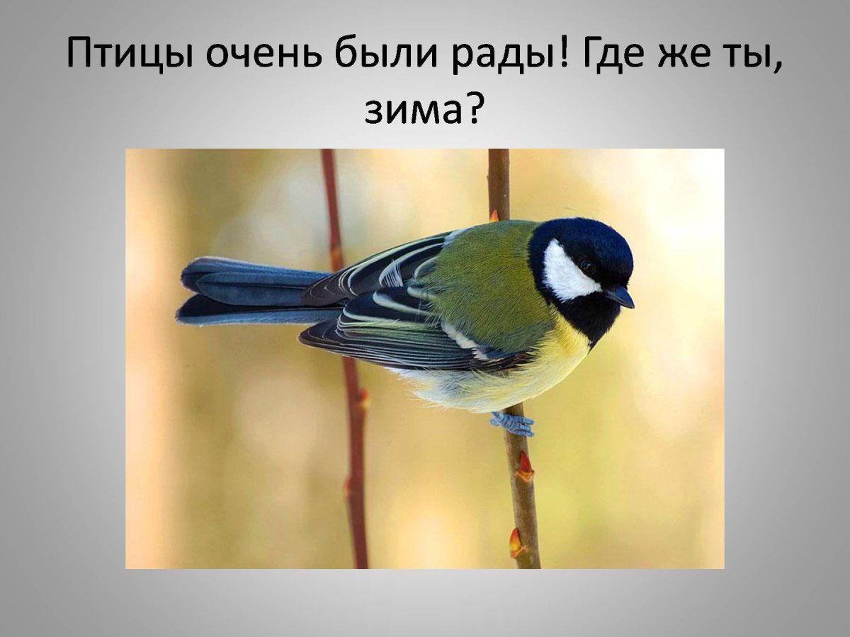 Желтоспинный Снегирь