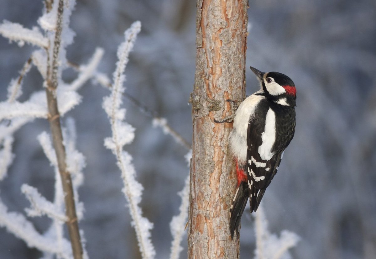 Городские птицы для детей