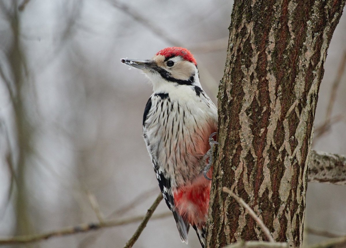 Зимующие птицы Смоленщины