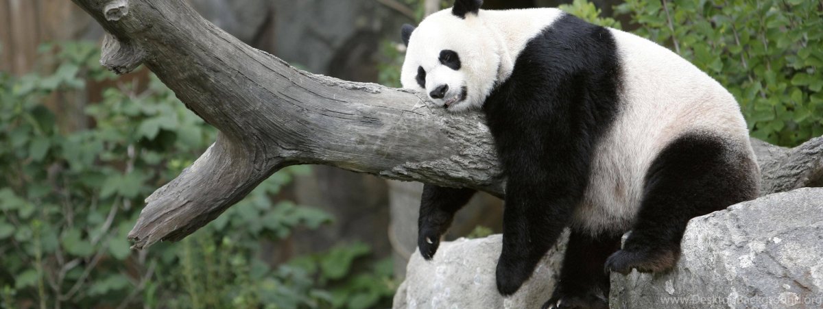 Большая Панда лежит на дереве