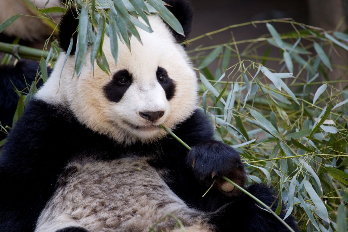 Картинки на рабочий стол Панда