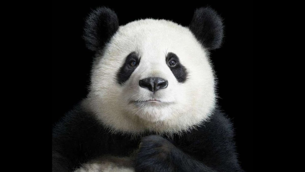 Панда на черном фоне
