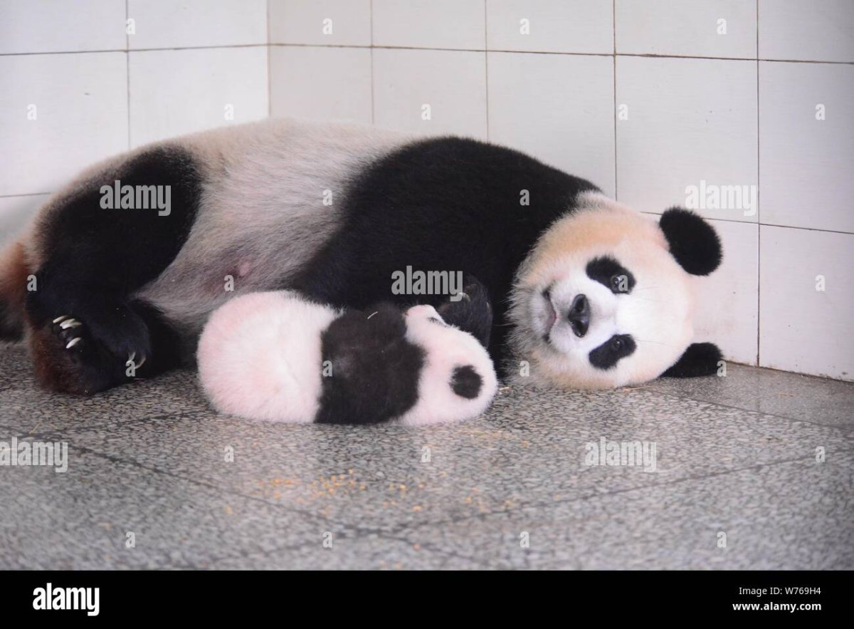 Панда милая маленькая Живая