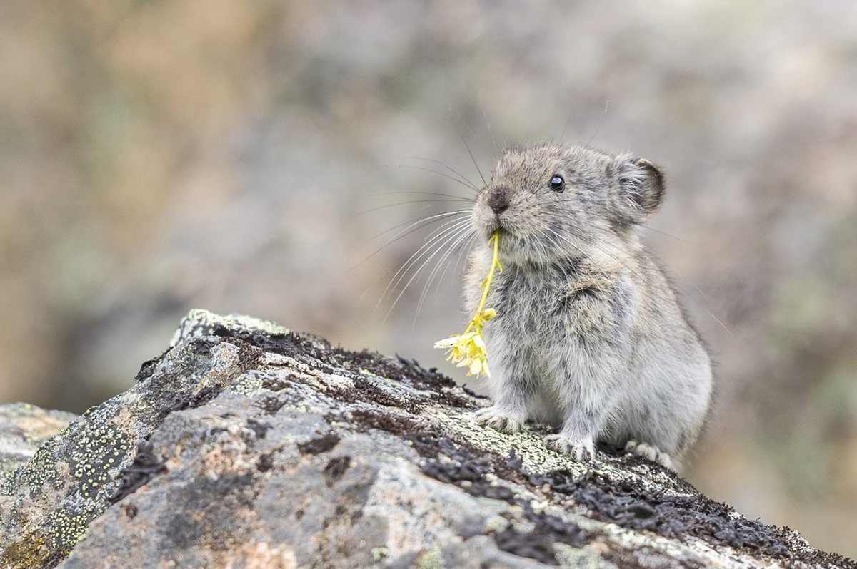 Тибетская пищуха