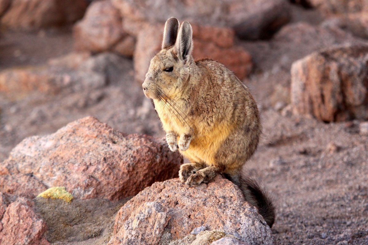 Солонгой Забайкальский