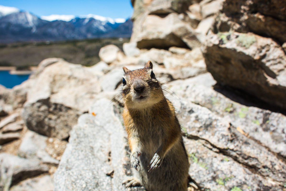 Маньчжурская пищуха