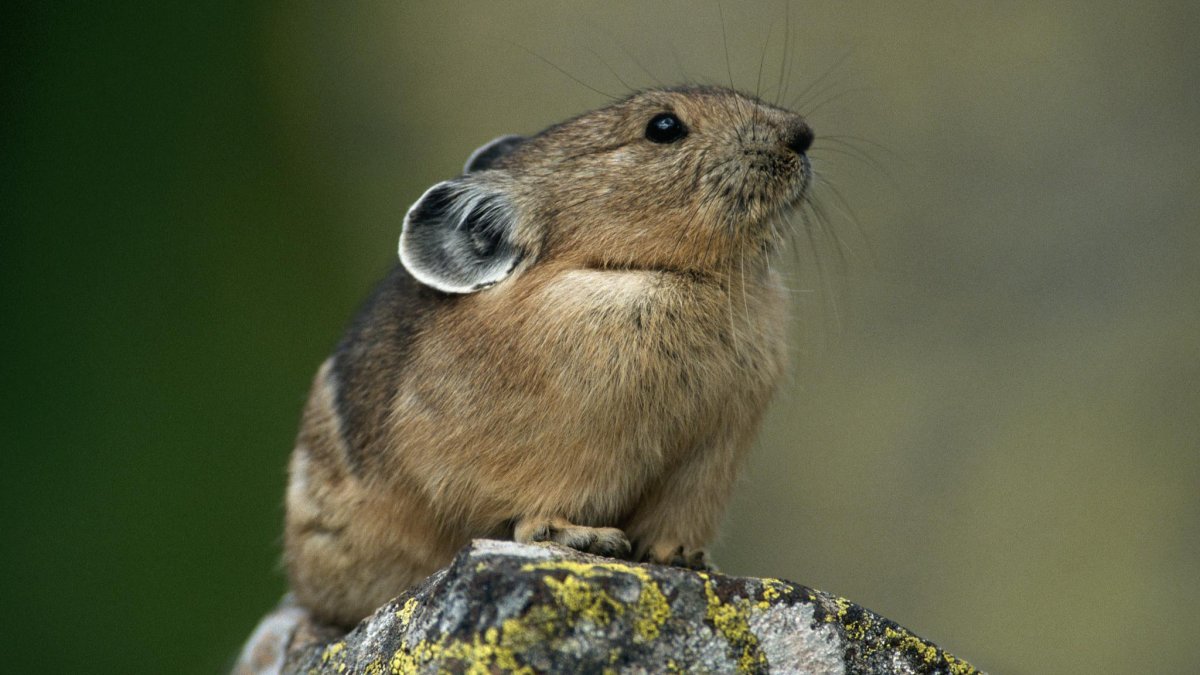 Северная пищуха