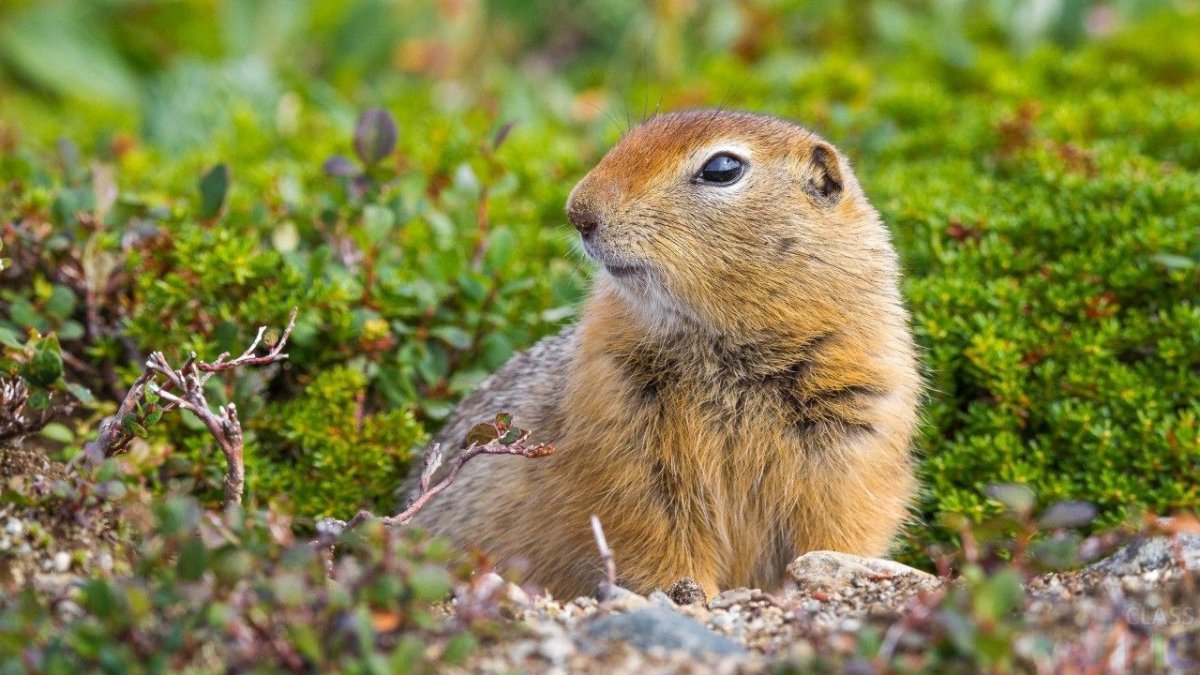 Луговая собачка Гуннисона