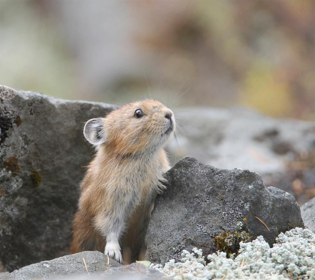 Пищуха сеноставка