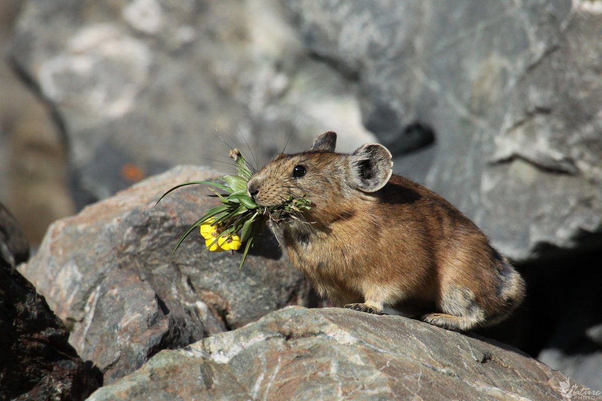 Пищуха обыкновенная грызун