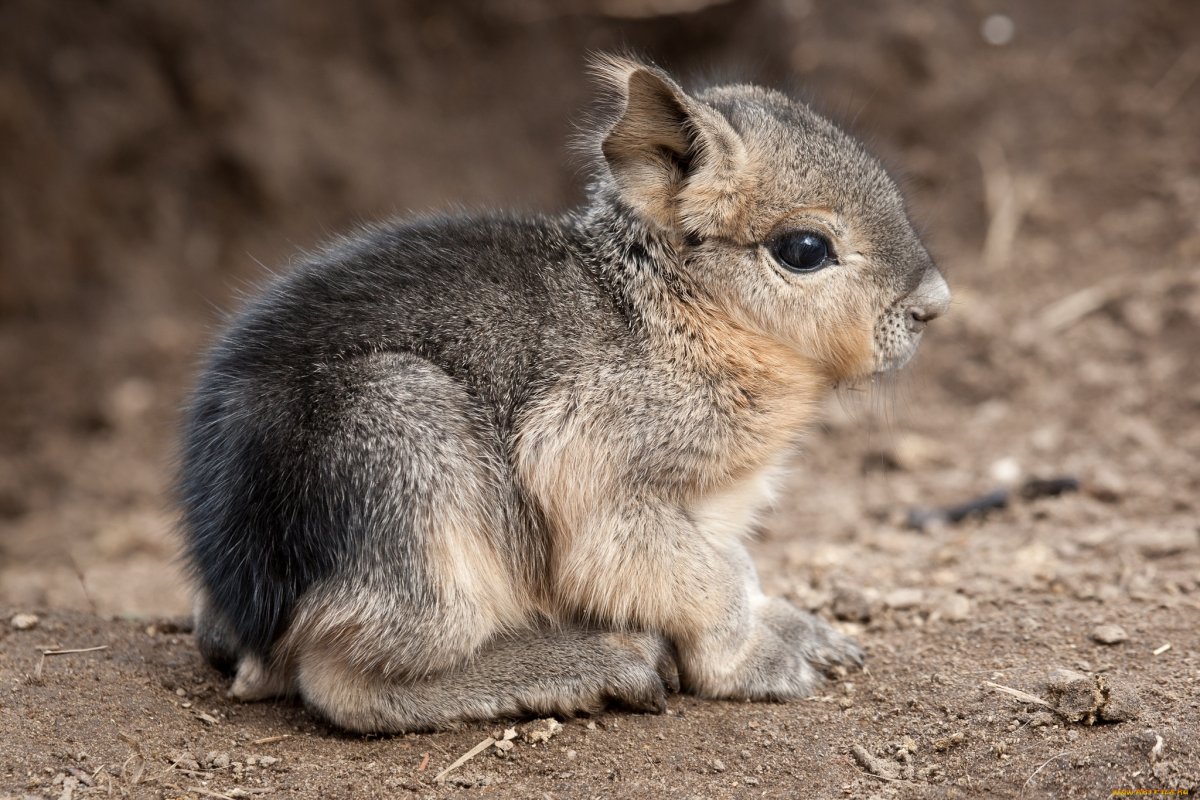 Сурок евражка