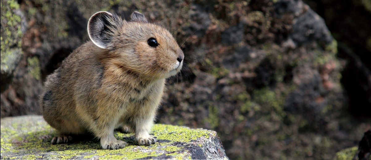 Амурский лемминг