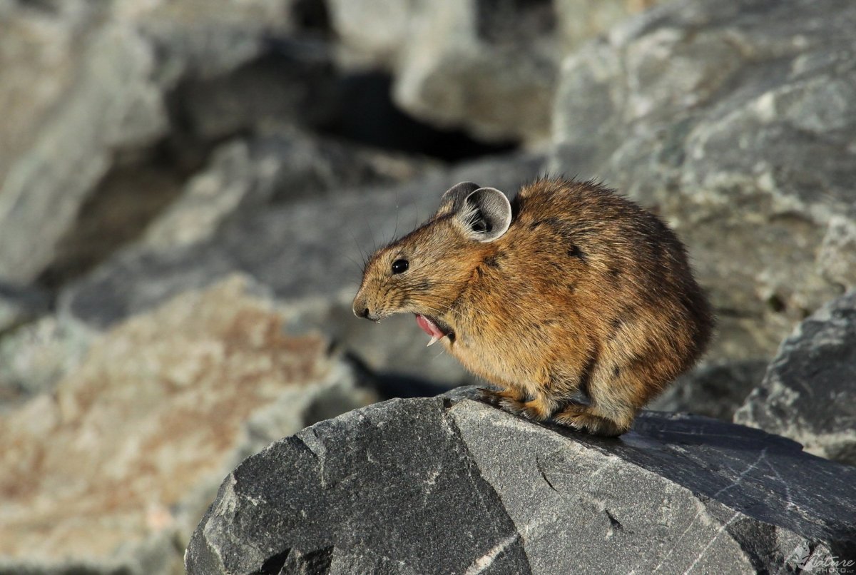 Тарбаган монгольский