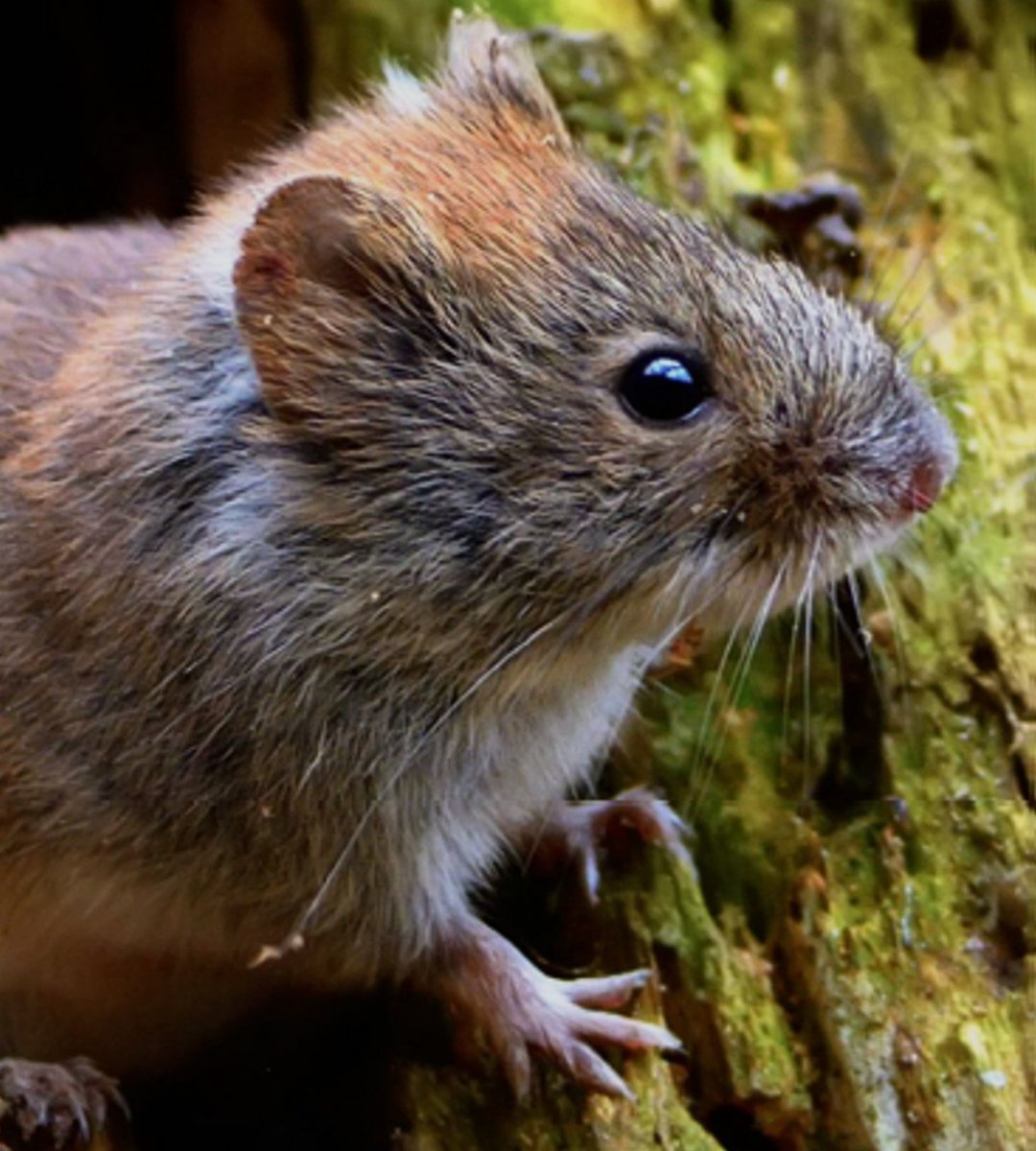 Сардинская пищуха