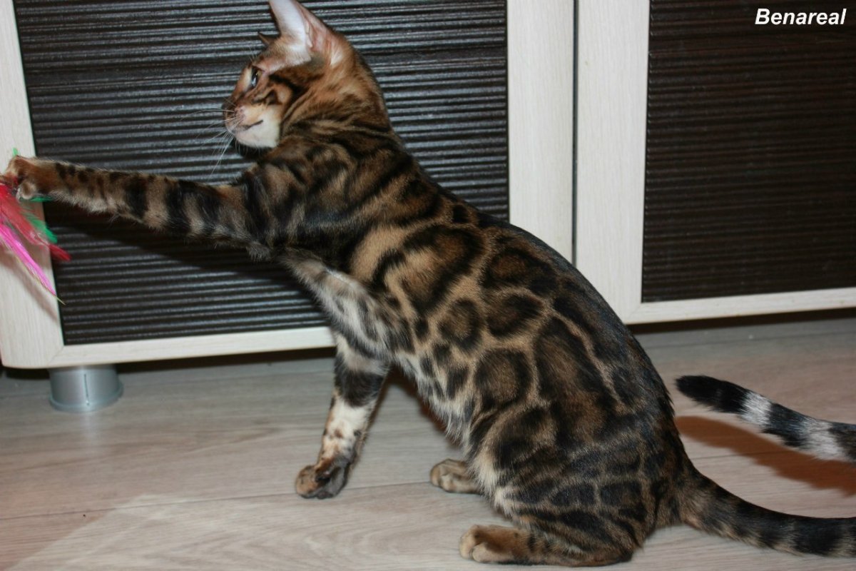 Шотландские карамельные кошки