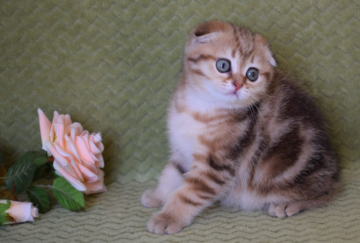 Котята недельные бенгальской породы