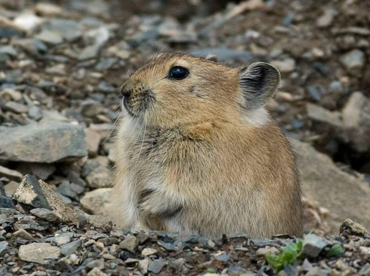 Пищуха сеноставка