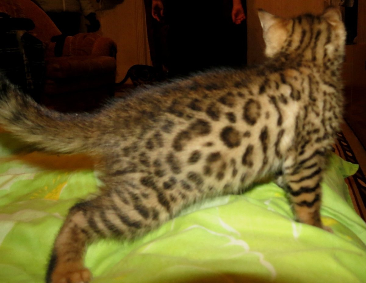 Бенгальская кошка табби