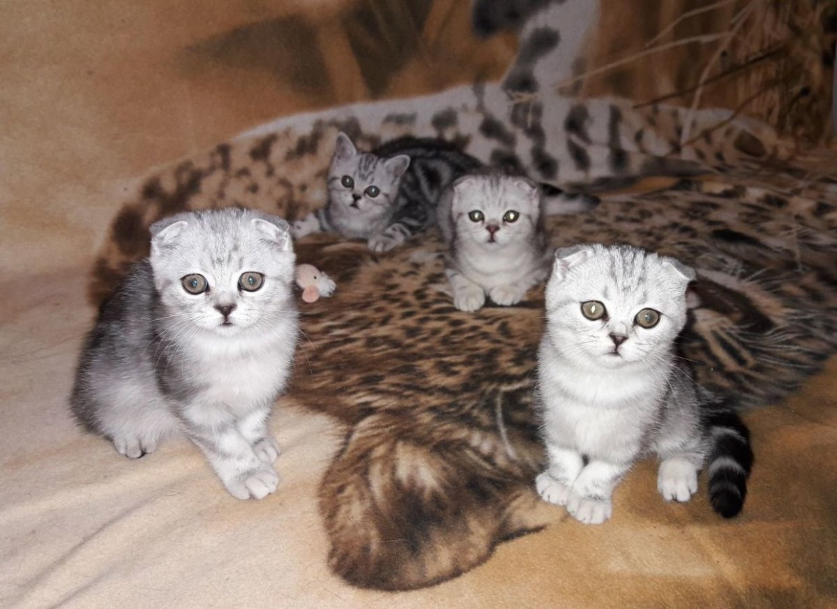 Бенгальский ориентальный кот