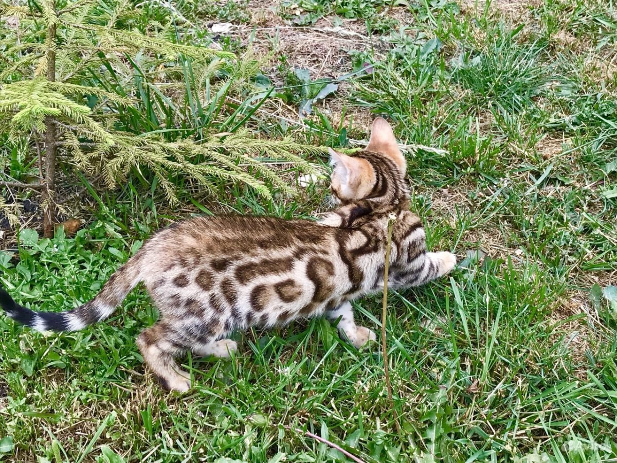 Бенгальская кошка