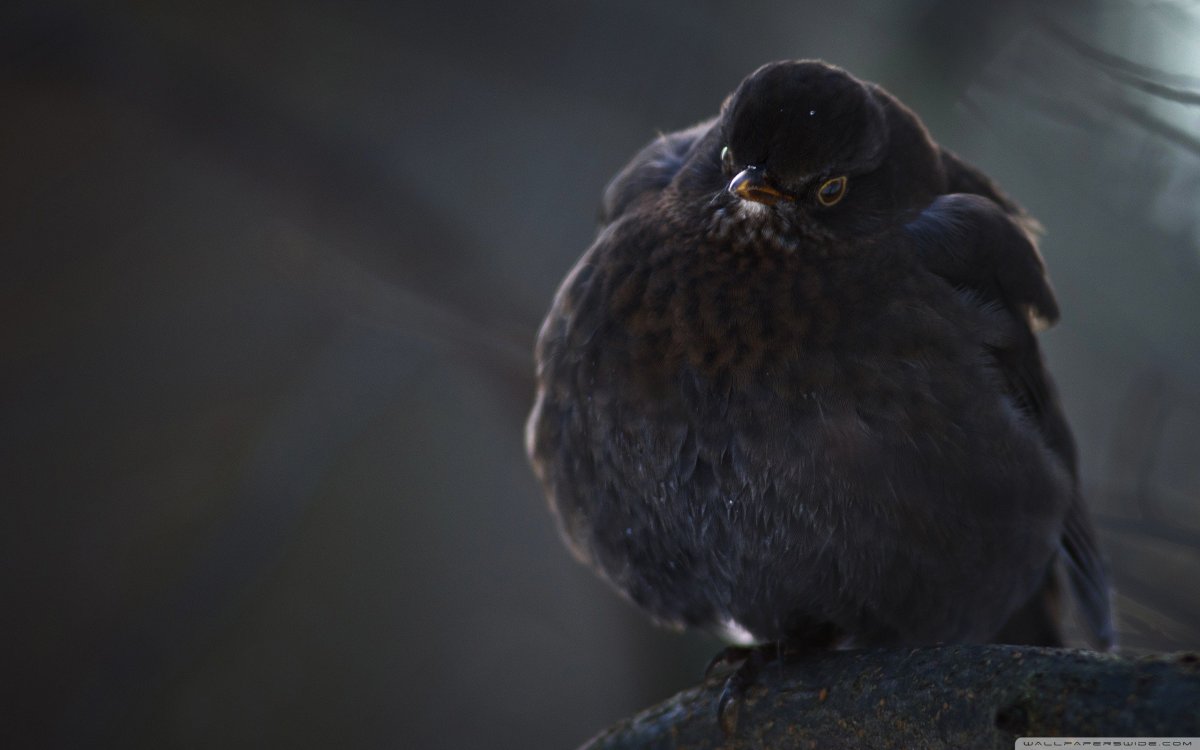 Квезаль Священная птица Майя
