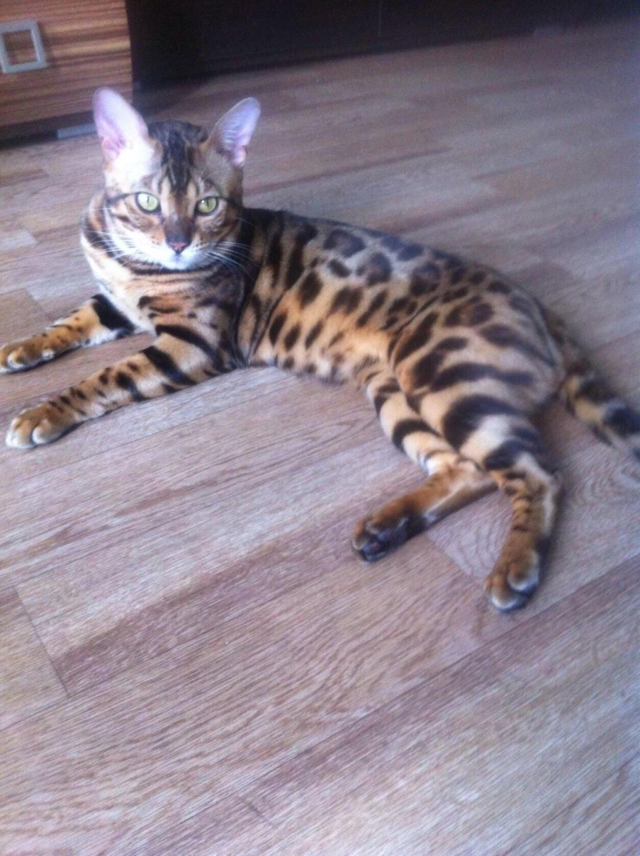 Бенгальский вислоухий кот фото