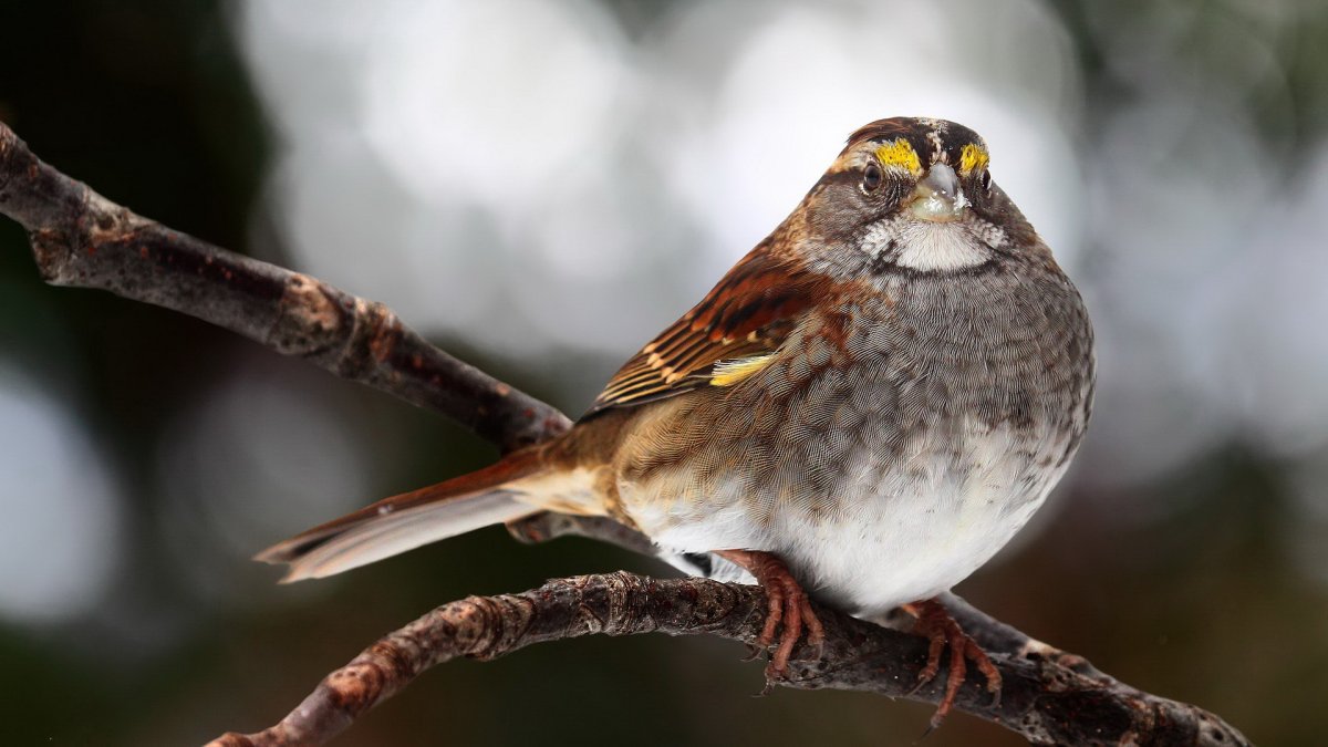 Птица на ветке